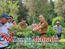 Program Ketahanan Pangan, Pemdes Kapoya Satu Panen Perdana Cabe