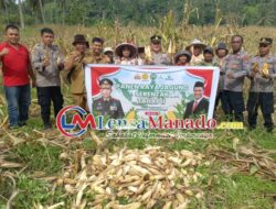 Panen Raya Jagung Serentak Tahap II: Polsek Amurang Dukung Ketahanan Pangan